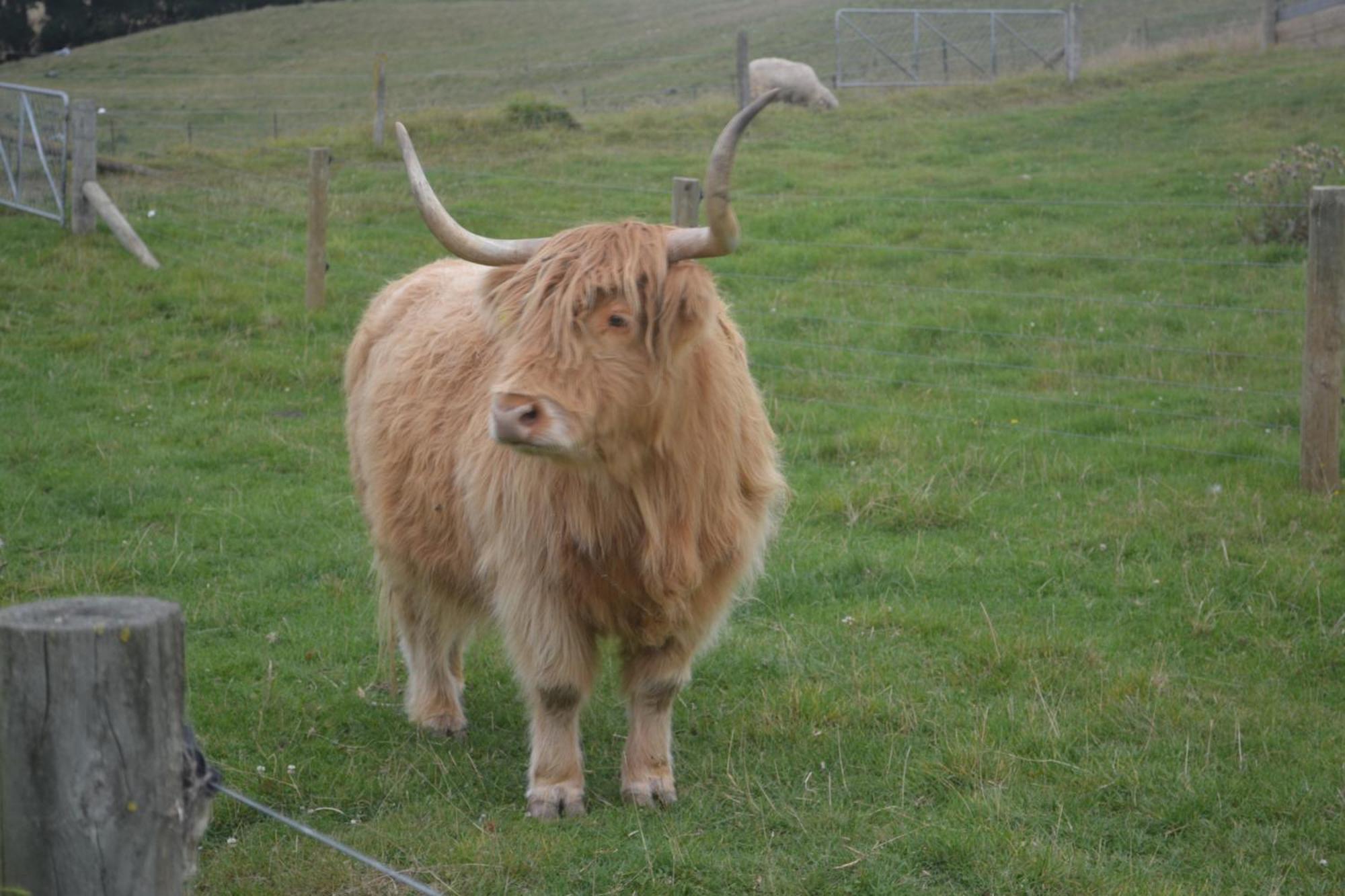Highlands On Homestead أومارا المظهر الخارجي الصورة